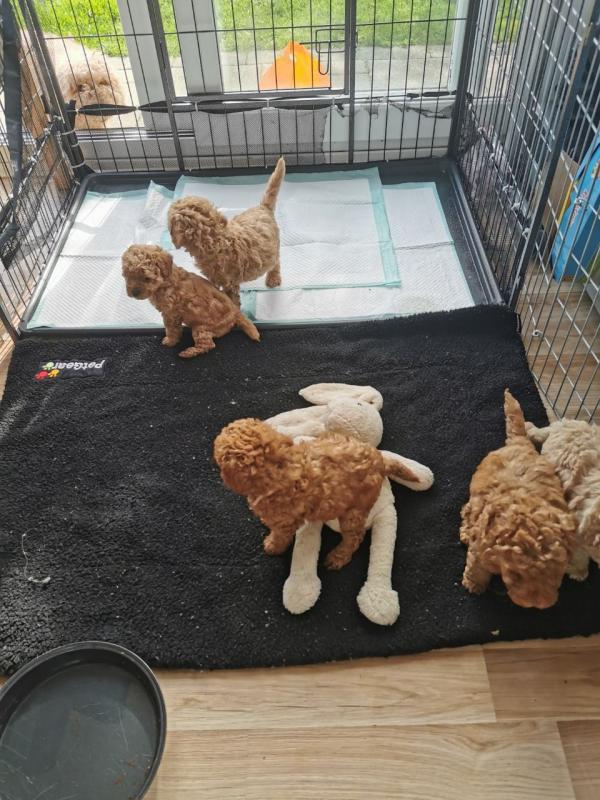 Toy poodle Puppies for rehoming Text us at: (613) 686-4606 for more information. Image eClassifieds4u