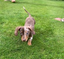 Amazing dachshund puppies for adoption. (pricilialucaspricilia@gmail.com)