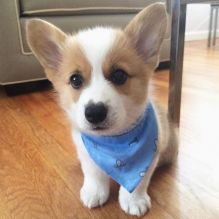 Awesome Welsh corgi puppies given frelly