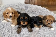 Cavapoo puppies seeking new home Email via kaileynarinder31@gmail com