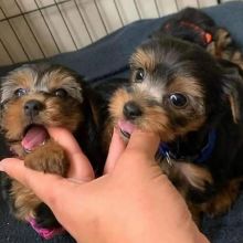 Charming Male and Female Yorkshire Puppies Ready For ADOPTION Email@(donawayne101@gmail.com)