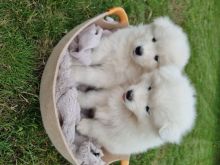 cute Samoyed Male and Female Puppies For Adoption (scotj297@gmail.com)