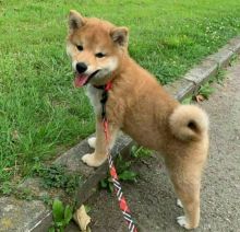 Home trained Shiba Inu Puppies available(smithaiden723@gmail.com)