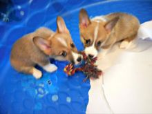 Pembroke welsh corgi puppies for adoption / Email via kaileynarinder31@gmail com