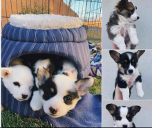 Pembroke welsh corgi puppies for adoption Email via kaileynarinder31@gmail com