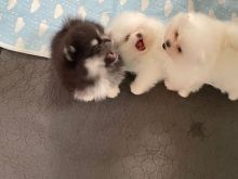 Pomeranian Puppies For Adoption Asap Text us at: (873) 735-6624