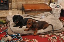 Sweet DACHSHUND puppies for adoption