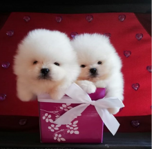 Teacup Pomeranian puppies ready to go / Email via kaileynarinder31@gmail com
