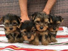 Yorkie puppies are ready for re homing Send inquiries to>>> kaileynarinder31@gmail.com