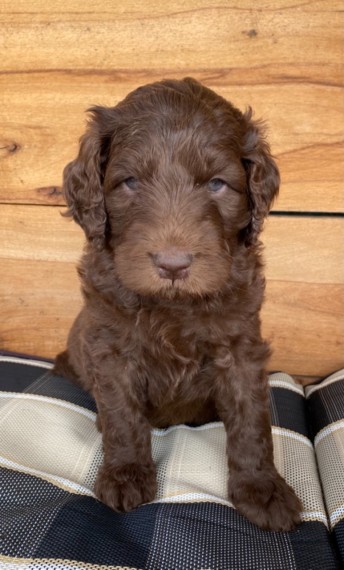 Adorable Newfoundland (Newfypoo Puppies) puppies for adoption. ( trangandrea85@gmail.com ) Image eClassifieds4u