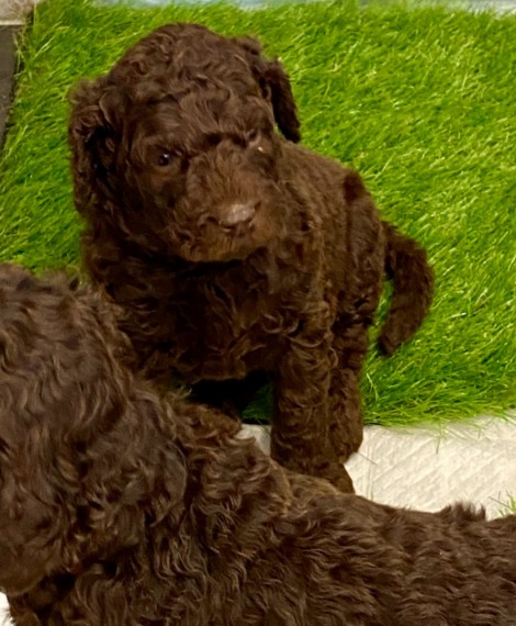 Adorable Newfoundland (Newfypoo Puppies) puppies for adoption. ( trangandrea85@gmail.com ) Image eClassifieds4u