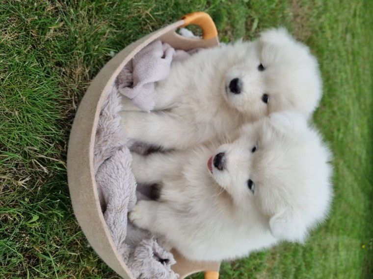 cute Samoyed Male and Female Puppies For Adoption (scotj297@gmail.com) Image eClassifieds4u