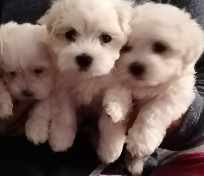 Lovely Maltese Puppies for adoption Email via kaileynarinder31@gmail com Image eClassifieds4u