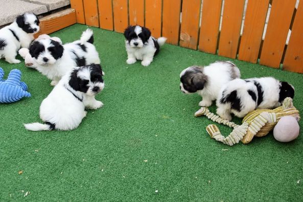 lovely Shih Tzu puppies both males and females available Email via kaileynarinder31@gmail com Image eClassifieds4u