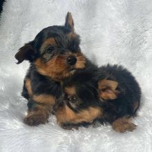 Amazing Male and Female Yorky Puppies for adoption Image eClassifieds4u 2