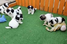 lovely Shih Tzu puppies both males and females available Email via kaileynarinder31@gmail com Image eClassifieds4u 2
