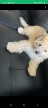 Purebred Bichon Frise Image eClassifieds4U