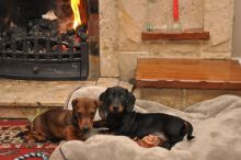 Sweet DACHSHUND puppies for adoption Image eClassifieds4U