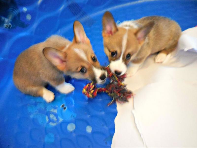 Pembroke welsh corgi puppies for adoption / Email via kaileynarinder31@gmail com Image eClassifieds4u