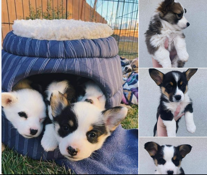 Pembroke welsh corgi puppies for adoption Email via kaileynarinder31@gmail com Image eClassifieds4u