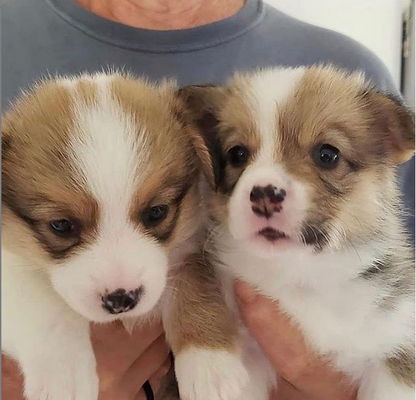 Pembroke welsh corgi puppies for adoption Email via kaileynarinder31@gmail com Image eClassifieds4u