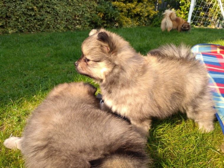 Pomeranian puppies for adoption email (catherinetrang68@gmail.com) Image eClassifieds4u