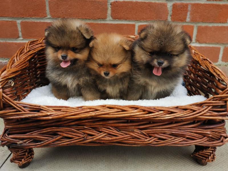 Pretty Pomeranian Puppies for Adoption / Contact lovelypomeranian155@gmail com Image eClassifieds4u