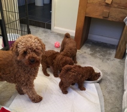 Toy Poodle puppies both males and females ready to go Email via kaileynarinder31@gmail com Image eClassifieds4u