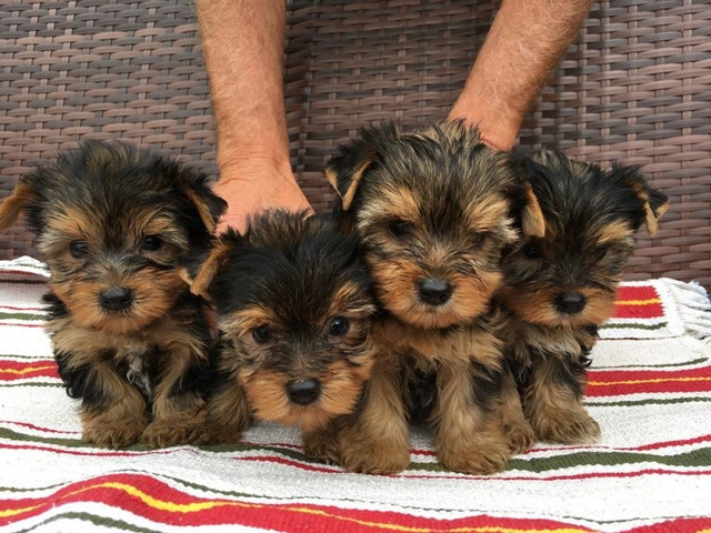 Yorkie puppies are ready for re homing Send inquiries to>>> kaileynarinder31@gmail.com Image eClassifieds4u