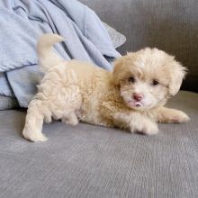Cute Maltipoo Puppies available for adoption {crystalchristy4141@gmail.com}