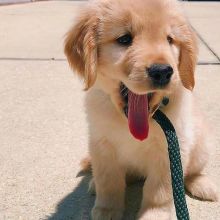 Male and female Golden retriever Puppies available. {jessikind1980@gmail.com}