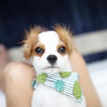 Cavalier king charles puppies for re-homing