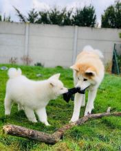 Excellent Akita inu puppies for adoption (rachelkimberly213@gmail.com)