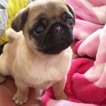 free adoption of adorable Pug puppies