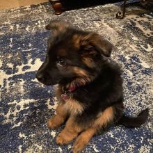 Free adoption of two cute German shepherd puppies