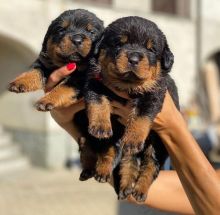 Free adoption of two cute Rottweiler puppies