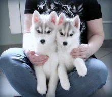Husky puppies for re-homing