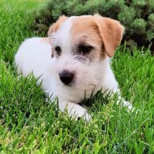 Jack Russel puppies-READY FOR NEW HOMES [charlottebains631@gmail.com]