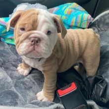 Male and female English bulldogs puppies available