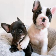 Male and female french bulldog for free