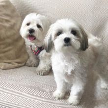 Male and female Maltese for free adoption