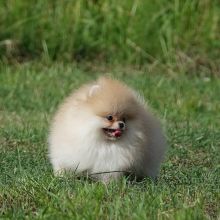 Male and female pomeranian puppies for re-homing