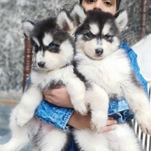 Male and female Siberian for adoption