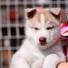 Male and female snow pomsky available for free adoption