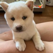 Shiba inu Puppies Looking For Their Forever Home { amandamellissa250@gmail.com }