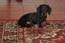 Sweet DACHSHUND puppies for adoption