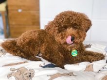Sweet Male And Female Toy poodle puppies For Free Adoption.