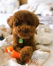 Sweet Male And Female Toy poodle puppies For Free Adoption.