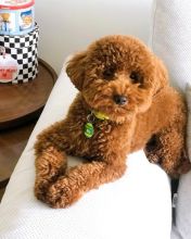 Sweet Male And Female Toy poodle puppies For Free Adoption.