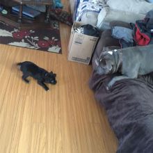 🐶🐶 AMERICAN PITBULL TERRIER PUPPIES for adoption (bainsripudaman63@gmail.com) Image eClassifieds4u 1